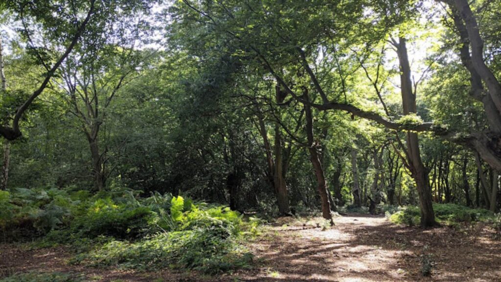 Epping Forest, Essex